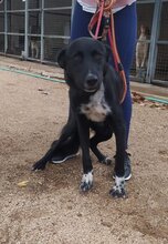 SEIAK, Hund, Labrador Retriever-Mix in Spanien - Bild 4