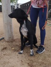 SEIAK, Hund, Labrador Retriever-Mix in Spanien - Bild 5