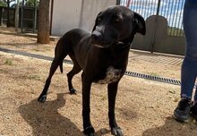 SEIAK, Hund, Labrador Retriever-Mix in Spanien - Bild 6