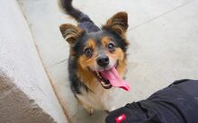 LUCA, Hund, Mischlingshund in Nördlingen - Bild 1