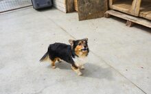LUCA, Hund, Mischlingshund in Nördlingen - Bild 2