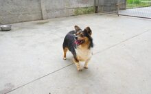 LUCA, Hund, Mischlingshund in Nördlingen - Bild 3