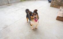 LUCA, Hund, Mischlingshund in Nördlingen - Bild 4