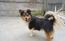 LUCA, Hund, Mischlingshund in Nördlingen - Bild 5