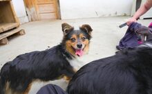 LUCA, Hund, Mischlingshund in Nördlingen - Bild 6