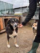 ARIA, Hund, Mischlingshund in Rumänien - Bild 2