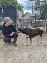 ARIA, Hund, Mischlingshund in Rumänien - Bild 3
