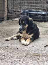 ARIA, Hund, Mischlingshund in Rumänien - Bild 4