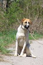 LORA2, Hund, Mischlingshund in Bulgarien - Bild 1