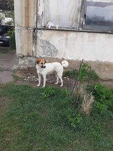 LORA2, Hund, Mischlingshund in Bulgarien - Bild 10