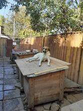 LORA2, Hund, Mischlingshund in Bulgarien - Bild 11