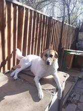 LORA2, Hund, Mischlingshund in Bulgarien - Bild 2