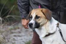 LORA2, Hund, Mischlingshund in Bulgarien - Bild 3