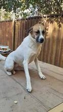 LORA2, Hund, Mischlingshund in Bulgarien - Bild 4