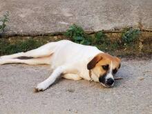 LORA2, Hund, Mischlingshund in Bulgarien - Bild 5