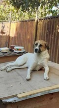 LORA2, Hund, Mischlingshund in Bulgarien - Bild 6