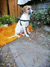 LORA2, Hund, Mischlingshund in Bulgarien - Bild 7