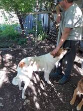 LORA2, Hund, Mischlingshund in Bulgarien - Bild 8