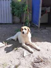 LORA2, Hund, Mischlingshund in Bulgarien - Bild 9