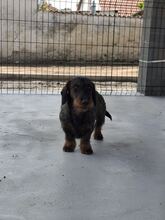 DÖME6, Hund, Rauhaardackel in Ungarn - Bild 1