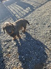 DÖME6, Hund, Rauhaardackel in Ungarn - Bild 2