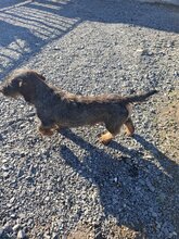 DÖME6, Hund, Rauhaardackel in Ungarn - Bild 3