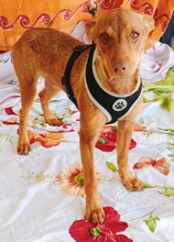 ISA, Hund, Podenco in Spanien - Bild 1