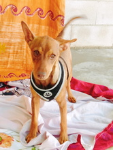 ISA, Hund, Podenco in Spanien - Bild 2