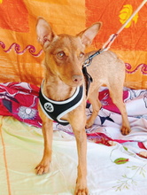 ISA, Hund, Podenco in Spanien - Bild 3