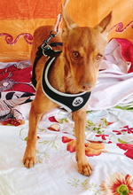 ISA, Hund, Podenco in Spanien - Bild 4