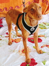 ISA, Hund, Podenco in Spanien - Bild 5