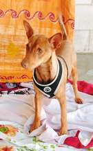 ISA, Hund, Podenco in Spanien - Bild 6