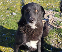JOKER, Hund, Mischlingshund in Griechenland - Bild 1