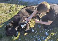 JOKER, Hund, Mischlingshund in Griechenland - Bild 2