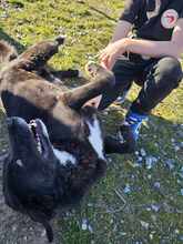 JOKER, Hund, Mischlingshund in Griechenland - Bild 3