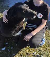 JOKER, Hund, Mischlingshund in Griechenland - Bild 4