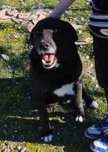 JOKER, Hund, Mischlingshund in Griechenland - Bild 5