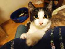 SCARLET LEA, Katze, Europäisch Kurzhaar in Ebrach