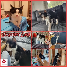 SCARLET LEA, Katze, Europäisch Kurzhaar in Ebrach - Bild 2