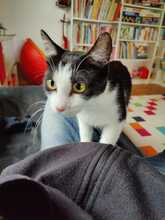 SCARLET LEA, Katze, Europäisch Kurzhaar in Ebrach - Bild 4