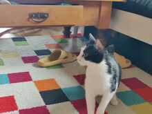 SCARLET LEA, Katze, Europäisch Kurzhaar in Ebrach - Bild 5
