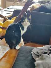 SCARLET LEA, Katze, Europäisch Kurzhaar in Ebrach - Bild 6