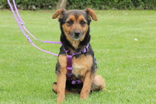LADY, Hund, Mischlingshund in Hagen - Bild 1