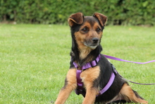 LADY, Hund, Mischlingshund in Hagen - Bild 2