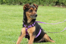 LADY, Hund, Mischlingshund in Hagen - Bild 3