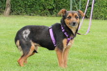 LADY, Hund, Mischlingshund in Hagen - Bild 4