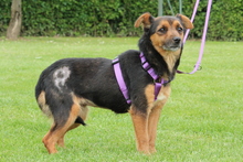 LADY, Hund, Mischlingshund in Hagen - Bild 5