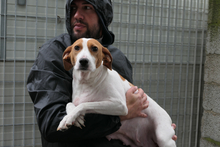 ARANCHINA, Hund, Segugio Italiano-Mix in Italien - Bild 1