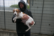 ARANCHINA, Hund, Segugio Italiano-Mix in Italien - Bild 2