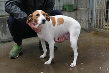 ARANCHINA, Hund, Segugio Italiano-Mix in Italien - Bild 3